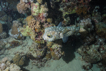 Naklejka na ściany i meble Puffer fish at the Red Sea, Egypt