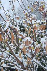 Chimonanthus praecox or Calycanthus bush with yellow flowers covered by snow in the garden. Wintersweet bush in winter