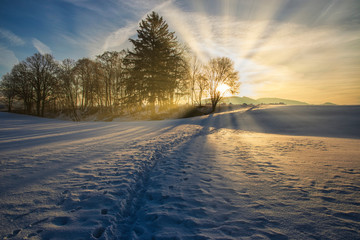 Beautiful winter sunset with trees in the snow