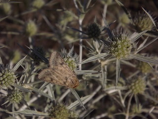 The butterfly on a flower nettle