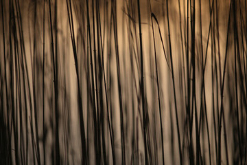 Yellow Bulrush growing on a lake bokeh background texture