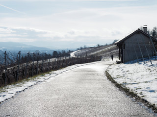 Weg durch verschneite Reben am T&uuml;llinger