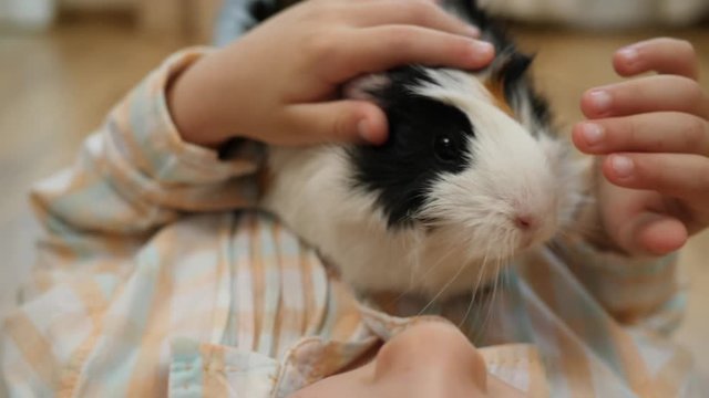 Closeup child little girl plays strokes guinea pig pet fur muzzle