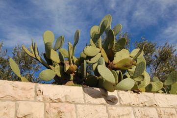 Cactus