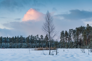 Lonely birch tree at the bog landscape. Winter concept. Popular tourist destination in "Lielie Kangari" nature reserve . Latvia. Baltic. Soft focus.
