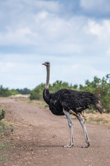 African Ostrich on safari gravel road in Kruger National park, South Africa ; Specie Struthio camelus family of Struthionidae
