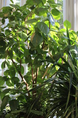 green leaves of a tree in spring