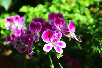 Naklejka na ściany i meble pink flower in the garden