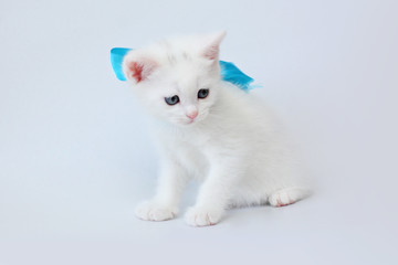 white kitten Scottish straight on white background