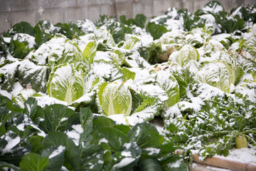 冬の野菜