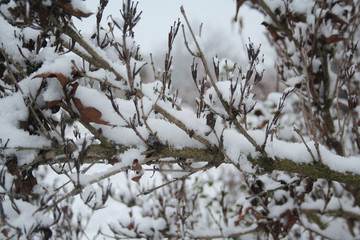 Weigelia bush covered by snow in the winter garden. 