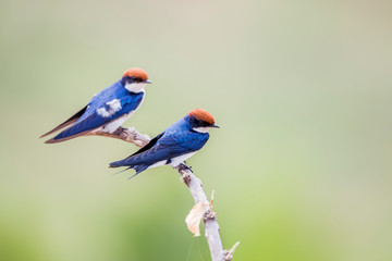 Wire tailed Swallow in Kruger National park, South Africa ; Specie Hirundo smithii family of Hirundinidae