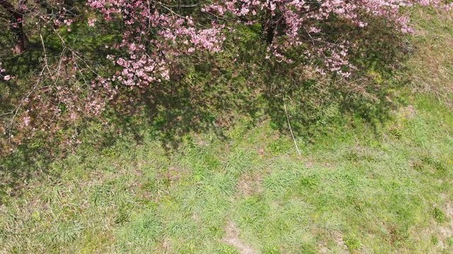 ドローン空撮 廃校と桜 上昇