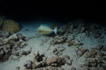 Coral reef at the Red Sea, Egypt