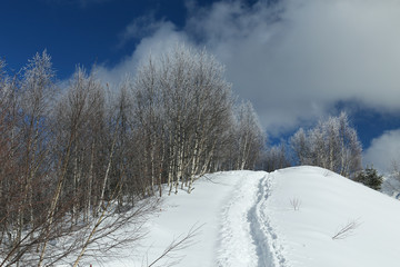 Fototapeta na wymiar Snow covered birch trees on the top of Causasus mountains in Mestia, Svaneti (Svanetia) region of Georgia