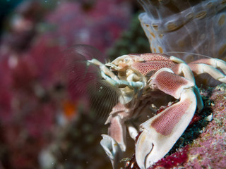 Porcline crab
