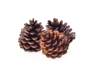 Pinaceae on white background