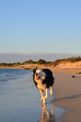 A border collie running along the beach at sunset