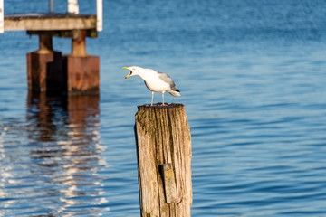 Möwen auf einer Festmacherdalbe im Hafen von Kiel