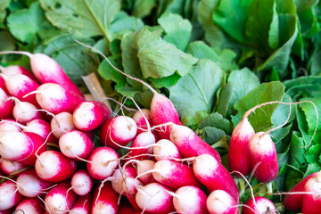 Freshly harvest red purple colourful radish.Growing radish vegetable background.Fresh red organic radishes with green leaves from the garden for sale at local farmers market or Gourmet supermarket.