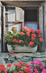 Fototapeta na wymiar geranium in flowerpot put on a window of old house