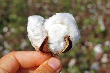 Cotton as it presents itself at the harvest