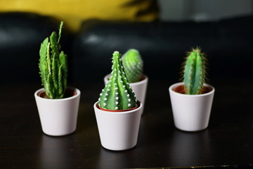 Small cute cacti succulents in light pink pots for interior  plant decoration in the room with a yellow pillow in the background