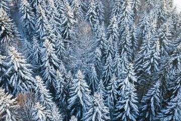 Mountain snow covered pine forest, top down aerial view. Winter landscape.