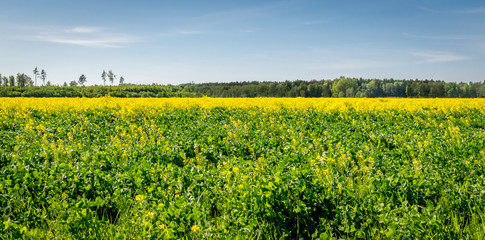 Fototapeta na wymiar yellow field of oilseed rape on a summers day.