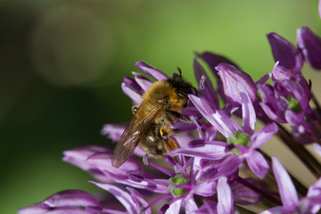 blooming violet blossoms of a garden leek (Allium), with a bee