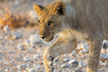close view of young lion stalking in wildlife