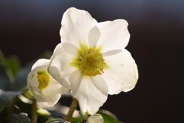 close-up of a blooming white christmas rose