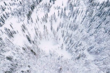 Mountain snow covered pine forest, top down aerial view. Winter landscape.