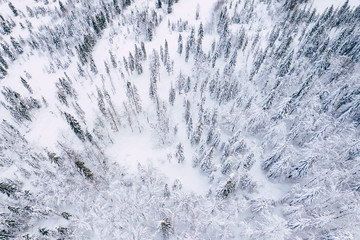 Mountain snow covered pine forest, top down aerial view. Winter landscape.
