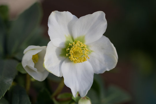 close-up of a blooming white christmas rose