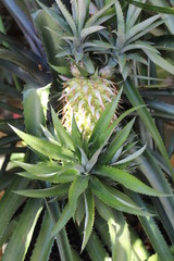 Obraz premium pineapple on tree