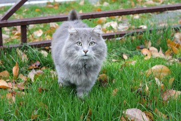 Naklejka na ściany i meble charismatic gray cat walking on the lawn