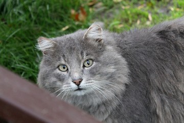 Naklejka na ściany i meble fluffy gray charismatic cat looks at you