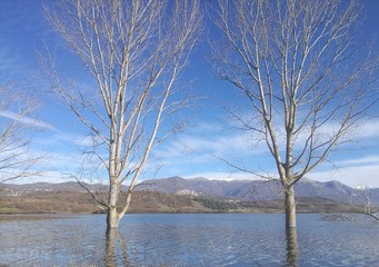 Alberi sommersi