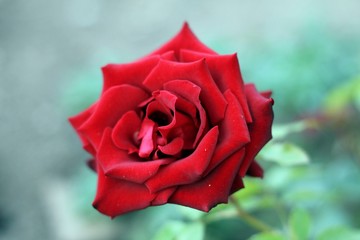 rosebud opened  in the garden