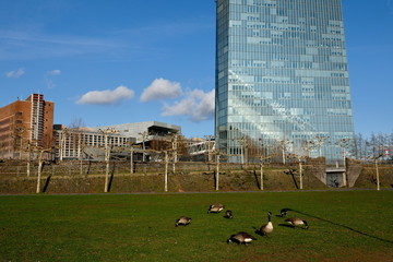 Wildgänse vor der Europäische Zentralbank in Frankfurt am Main