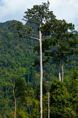 Fototapeta premium Rainforest. Khao Sok National Park. Suratthani Province, Thailand, Asia