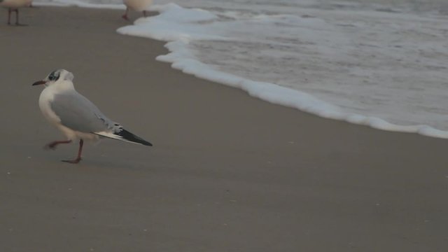 seagull goes on wet sand