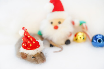 decorative cute brown rat   with a Christmas decor and Santa Claus. The rat is a symbol Of the new year 2020