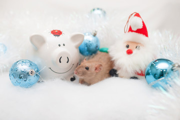 decorative cute brown rat   with a Christmas decor and Santa Claus. The rat is a symbol Of the new year 2020