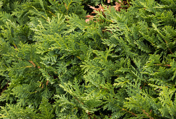 Spruce twig background in summer close-up shot