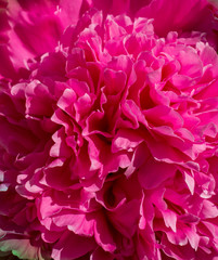 Pink peony blossom closeup, macro flower pattern