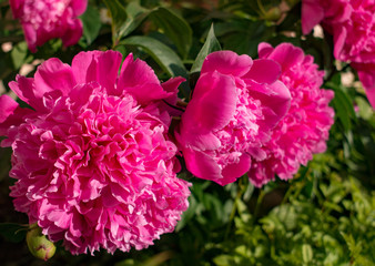 Pink peonies bloom among leaves