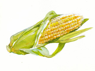 corn watercolor