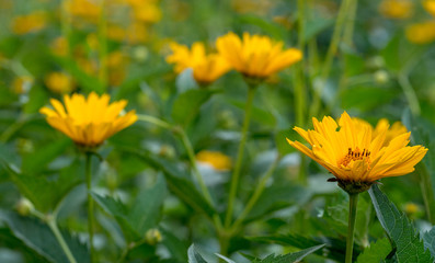 Yellow flower of calendula bloom on grass meadow at summer day